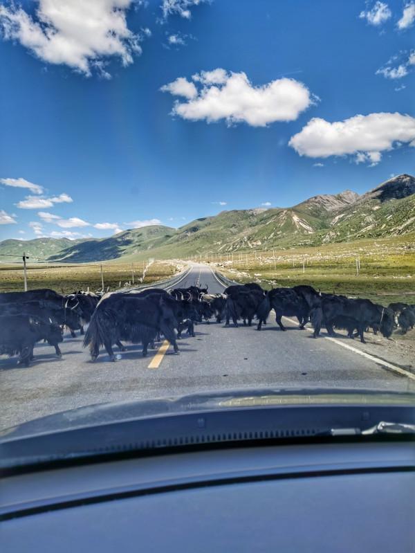 沃爾沃XC60拒絕低調 “輕改”之後更有範兒