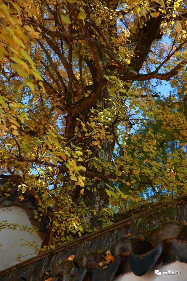 銀杏黃了,南嶽官宣入秋 銀杏黃了,南嶽官宣入秋