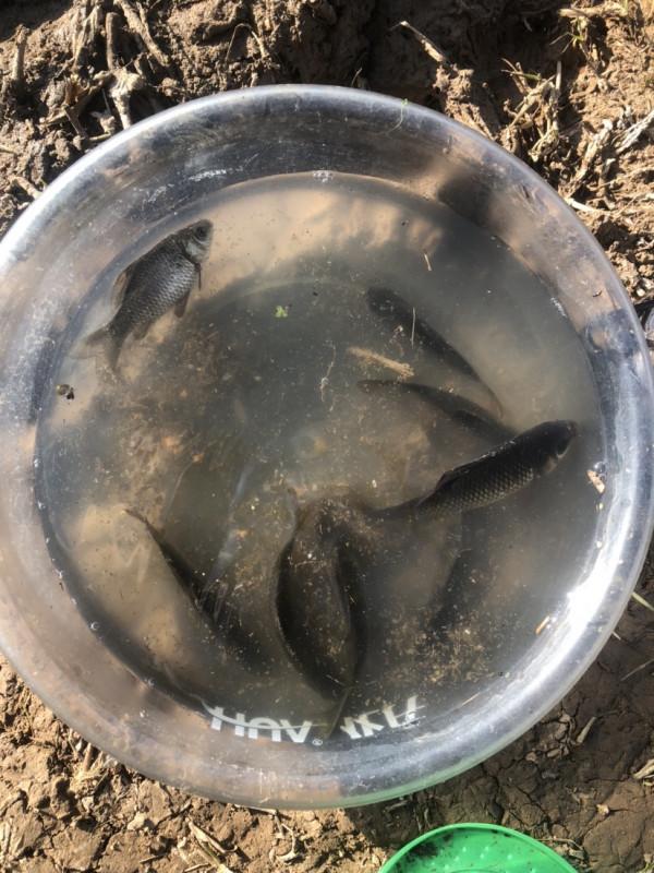 探索沼澤塘有驚無險,黃金小奶鯽齊上岸 探索沼澤塘有驚無險,黃金小奶鯽齊上岸