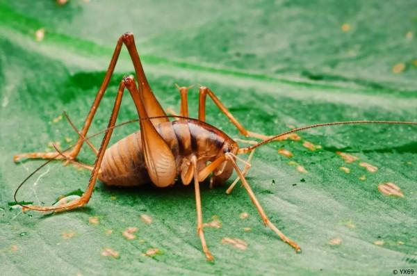 灶王爺的坐騎，蛛絲馬跡的正主，家中常見的一種昆蟲：灶馬