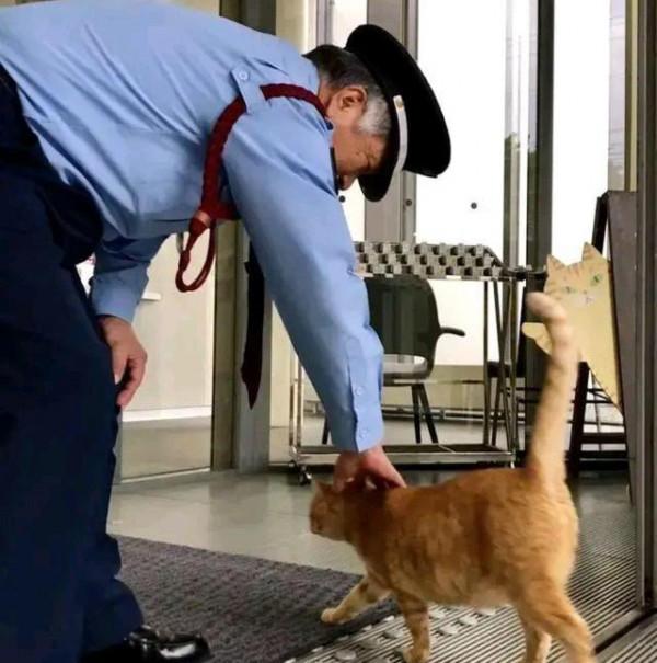 保安連續4年被貓騷擾，本以為是想求收養，瞭解意圖後被可愛到了