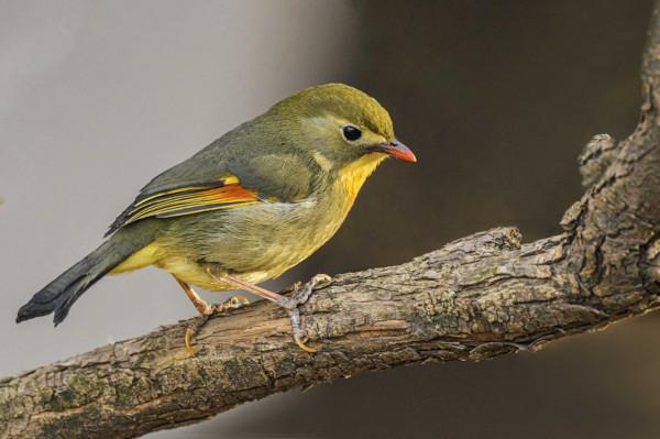 紅嘴相思鳥高畫質大圖 紅嘴相思鳥高畫質大圖