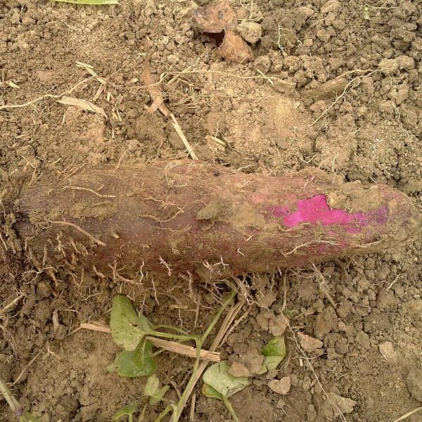 南方特有的山藥：腳板薯，酷似人腳板，曾是救命糧，如今山村才有