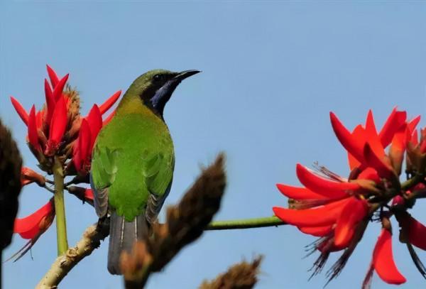 50只美麗的鳥兒，鳥語花香，鶯歌燕舞，真的太美了