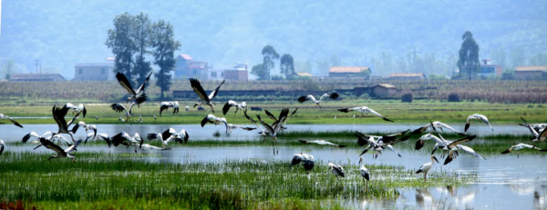 元旦、春節“雲南人遊雲南”,普者黑優惠福利 元旦、春節“雲南人遊雲南”,普者黑優惠福利