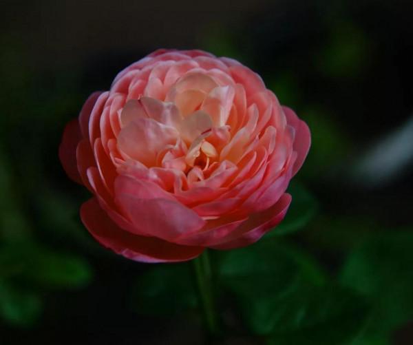 廣東的花友們,在經過幾天大雨之後,要做的第一件最重要是什麼? 廣東的花友們,在經過幾天大雨之後,要做的第一件最重要是什麼?