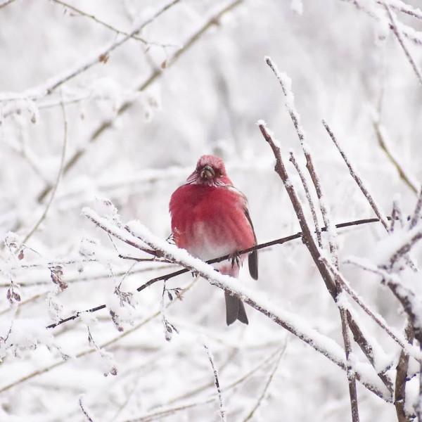 簡直太美了,雪中的鳥兒 簡直太美了,雪中的鳥兒
