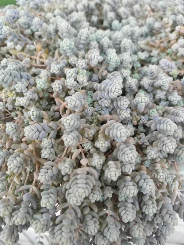 5種很好打理的“草” 5種很好打理的“草”