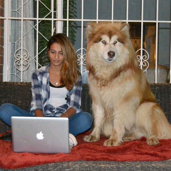 小狗喜歡趴在女主人身上睡覺,如今150斤重,卻忘記了長大 小狗喜歡趴在女主人身上睡覺,如今150斤重,卻忘記了長大