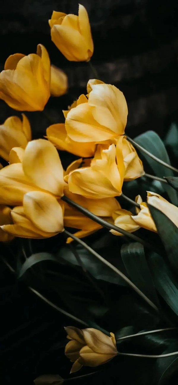 桌布：今天的桌布很好看