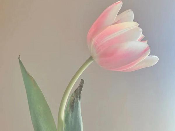 《道德經》高人，反其道而行之，無知，無慾，無求，故，有所成