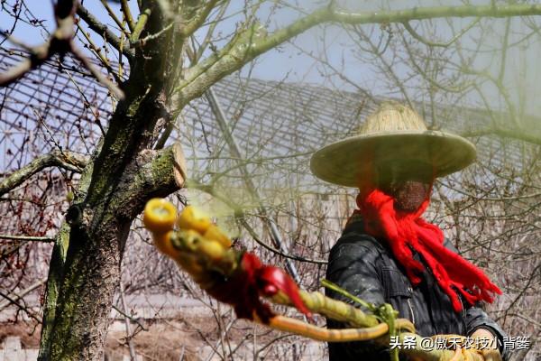 小小蚧殼蟲，植物大危害！要想徹底防治蚧殼蟲，必須注意這幾點