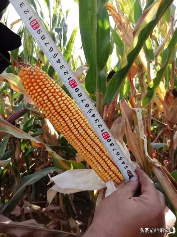 最高畝產2800斤,17個省審定,這樣的玉米新品種,適合在哪裡種植 最高畝產2800斤,17個省審定,這樣的玉米新品種,適合在哪裡種植