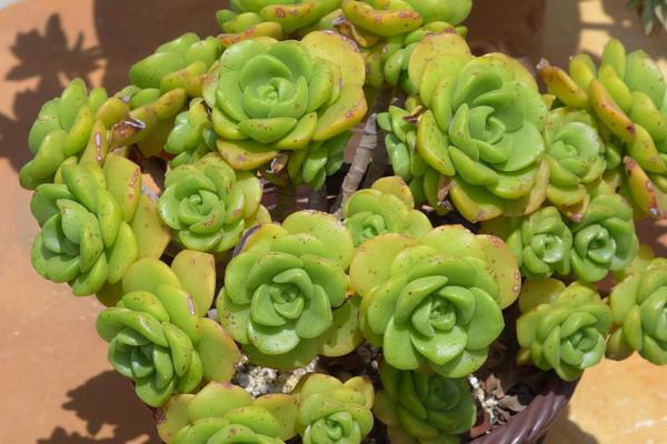 入手的明明是帶有香味的多肉，可是卻聞不到，問題出在這3個方面