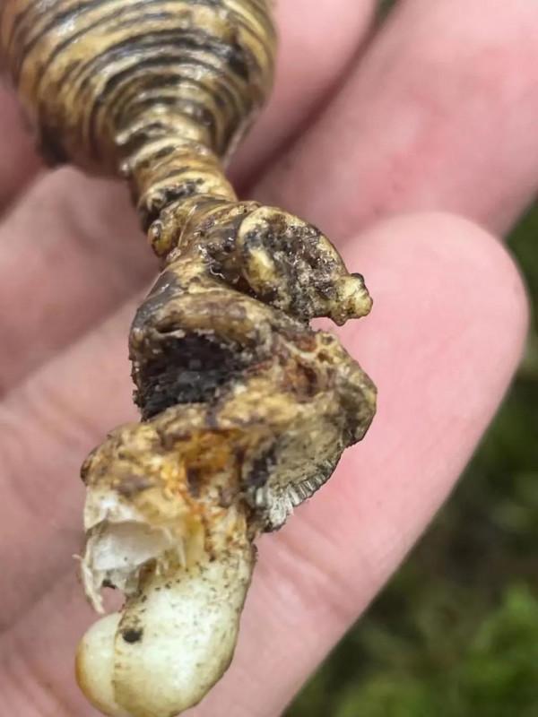 人參 小飛籽兒 人參 小飛籽兒