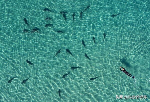 美國攝影師游泳偶遇鯊魚 航拍相機捕捉和諧畫面