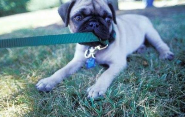 巴哥犬太臭怎麼辦？送你“10”個妙招