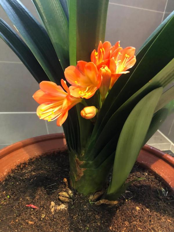 夾箭盛開的君子蘭依然美麗