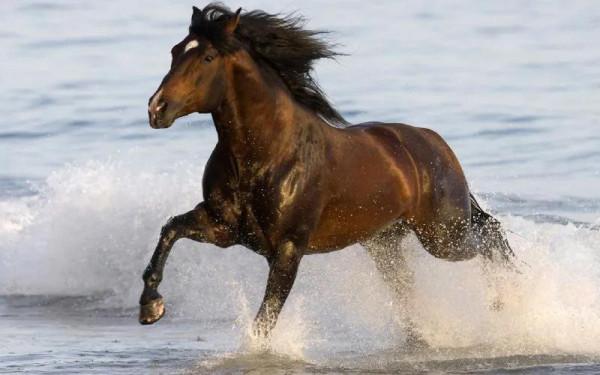 30多幅駿馬奔騰圖欣賞