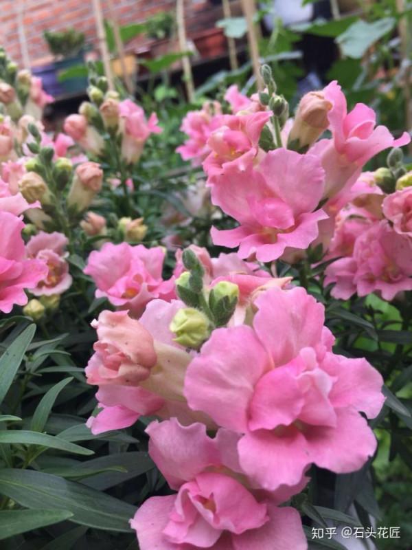 4種花美到“毫無抵抗力”，陽臺養1盆，1次能開幾十朵