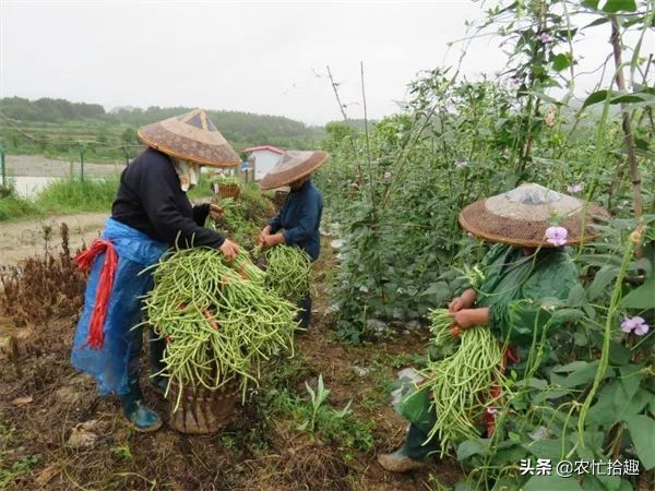 “南菜北運”緩解供應,價格卻漲6倍,12元一斤直追菠菜,太瘋狂 “南菜北運”緩解供應,價格卻漲6倍,12元一斤直追菠菜,太瘋狂