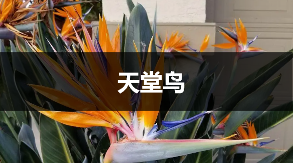 這樣裝修既漂亮又實用，引起極度的舒適感