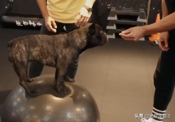 喜歡健身的狗狗，每天都要追著瑜伽球玩