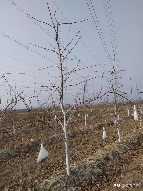 柿子樹修剪過重問題