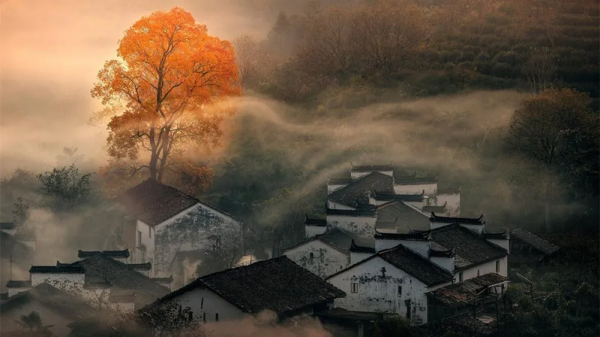 官宣清零！出遊有望！搭上12月末班車，去看看古楓成林的浪漫秋色