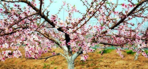 冬至||冬至上墳 冬至||冬至上墳