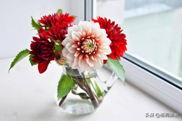 那些被名字耽誤了的極品花卉 那些被名字耽誤了的極品花卉