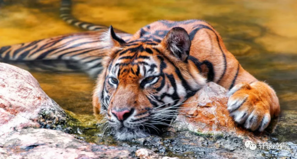 形意拳門六方六猛精氣神