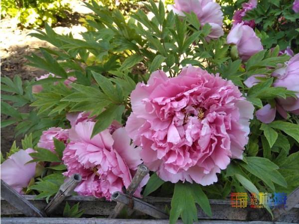 在地壇送別晚秋 在地壇送別晚秋