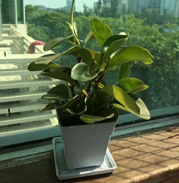 家裡養碧玉,美觀又大氣,很漂亮,你還在猶豫什麼呢? 家裡養碧玉,美觀又大氣,很漂亮,你還在猶豫什麼呢?