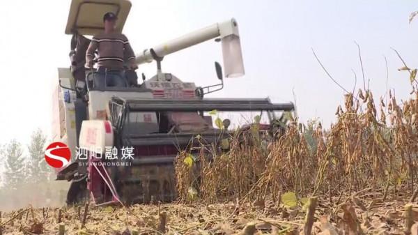 三莊鎮:2000畝大豆喜迎豐收市場銷路旺 三莊鎮:2000畝大豆喜迎豐收市場銷路旺
