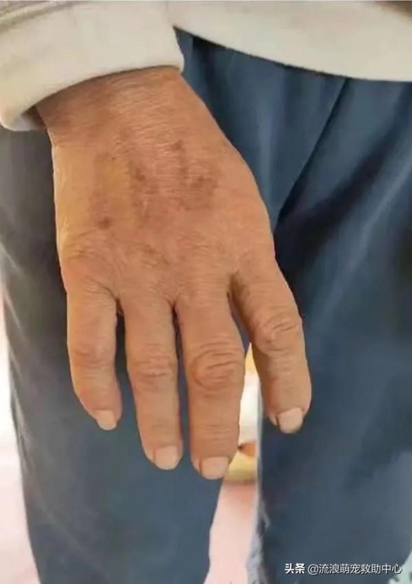 流浪狗被打爆眼睛，扔進垃圾堆，痛苦等死