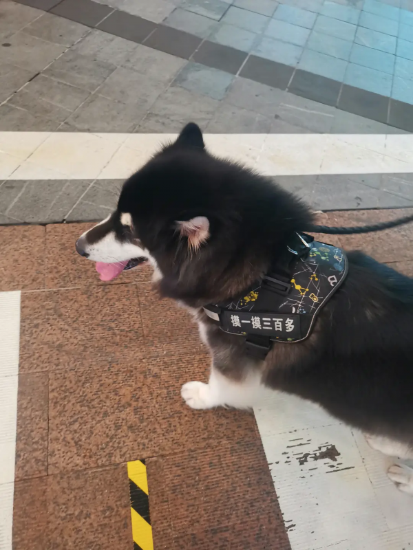 組圖：路邊的小動物（1）