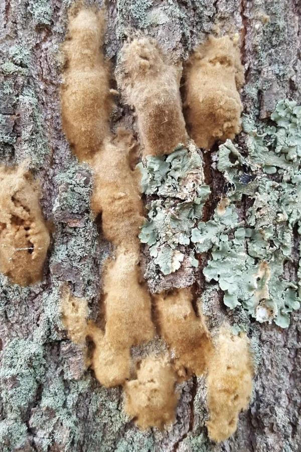 【動植物檢疫】舞毒蛾——遠洋巨輪上危險的漂泊者