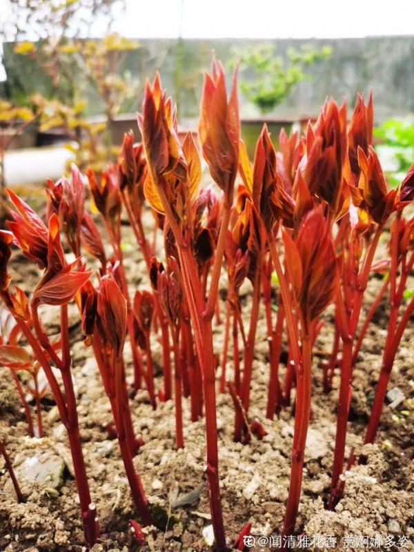 注意，芍藥一年種一次，晚了全年不開花