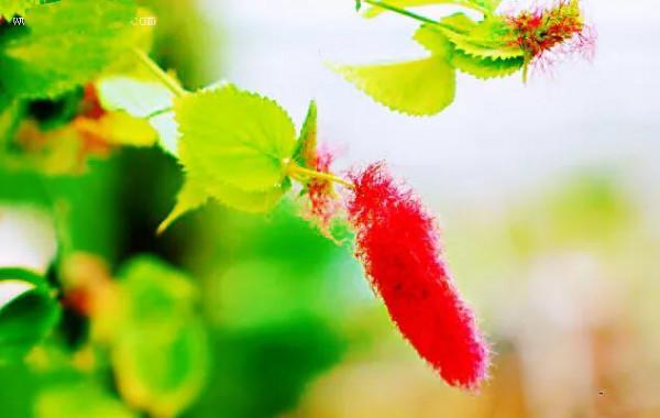 貓尾紅~別稱:歲歲(穗穗)紅,紅紅火火 貓尾紅~別稱:歲歲(穗穗)紅,紅紅火火