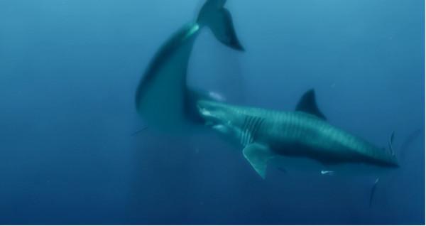 恐龍是如何滅絕的?看完真實的史前世界,我終於明白了 恐龍是如何滅絕的?看完真實的史前世界,我終於明白了