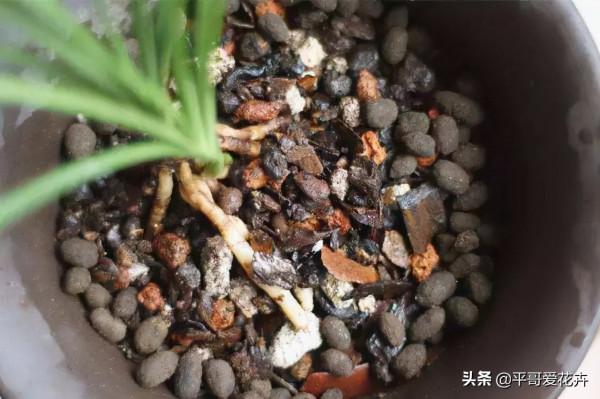 臘月養花,出門撿2種“垃圾”扔盆裡,澆水這樣做,養啥花都省心 臘月養花,出門撿2種“垃圾”扔盆裡,澆水這樣做,養啥花都省心