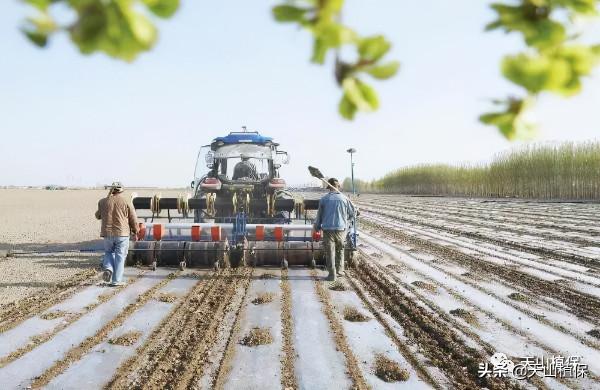 2021年棉花種植每畝地能賺2000元以上,你怎麼看? 2021年棉花種植每畝地能賺2000元以上,你怎麼看?