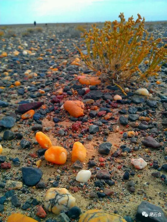 等疫情結束後，我們去撿石頭吧