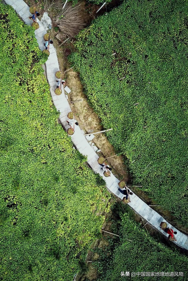 557億斤！5個第一！3個第二！水果大省廣西，到底有多“豪”？