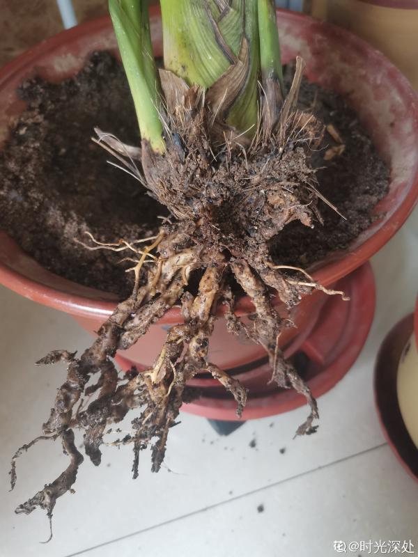 植物雨季沒處躲，勤排水多打理，從此不怕下雨天