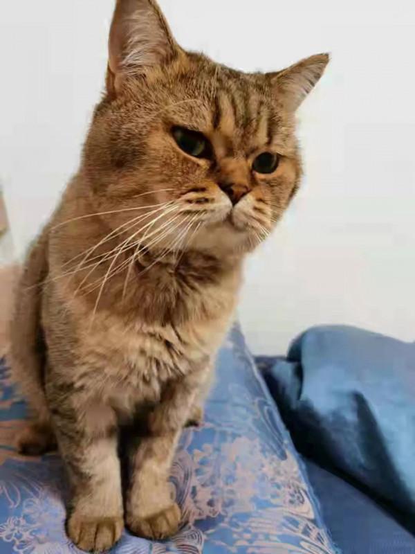 我經常出差旅遊,家裡的兩隻貓一隻狗怎麼辦呢? 我經常出差旅遊,家裡的兩隻貓一隻狗怎麼辦呢?