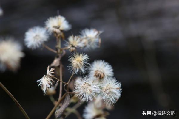 老來無風味，古今閒談中