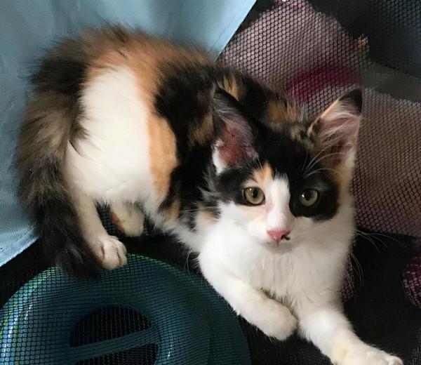 小貓躲在花圃裡發抖，大叔看著可憐便收養了，幾個月後稱撿到寶了