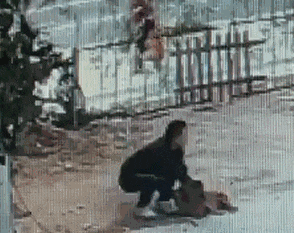 冬天來了,家裡養這幾種狗的要看緊了,別被壞人偷走了 冬天來了,家裡養這幾種狗的要看緊了,別被壞人偷走了